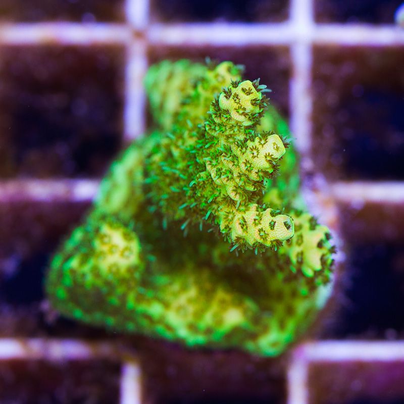 newcoral1564b - 100 New WYSIWYG Acros at Cherry Corals!